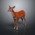 Young Fawn With Brown Coat And White Spots Standing On Dark Background Reflected On Ground