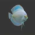 Colorful Discus Fish With White Body Blue Fins Red Eyes And Reflection On Dark Background