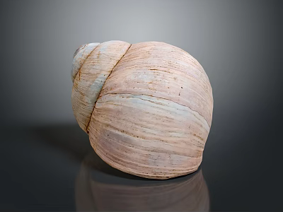 Sea Snail Natural Shell With Light Brown Striped Texture And Smooth Surface 3d model