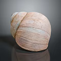 Sea Snail Natural Shell With Light Brown Striped Texture And Smooth Surface