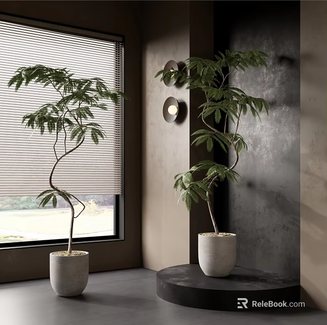 Lush Potted Plants With Curved Branches In White Pots By Window And On Round Table 3d model 