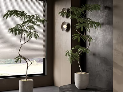 Lush Potted Plants With Curved Branches In White Pots By Window And On Round Table 3d model