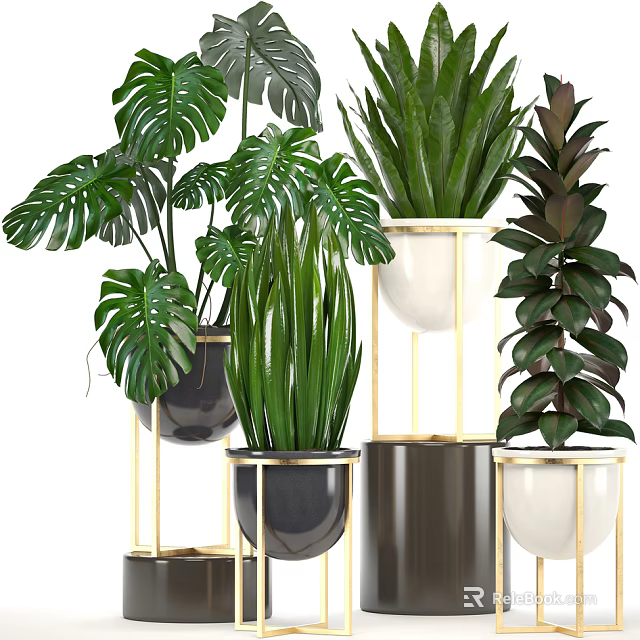 Stylish Indoor Potted Plants With Monstera Aloe And Golden Stand Planters 3d model 