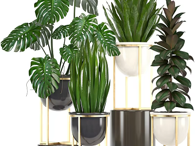 Stylish Indoor Potted Plants With Monstera Aloe And Golden Stand Planters 3d model