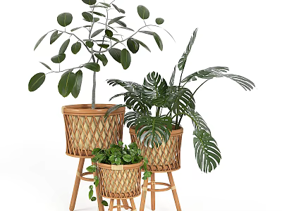 Bonsai Potted Plants in Bamboo Baskets with Various Sizes on Wooden Stands for Indoor Decor 3d model