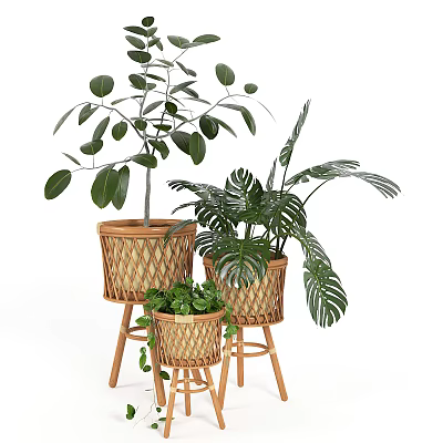 Bonsai Potted Plants in Bamboo Baskets with Various Sizes on Wooden Stands for Indoor Decor 3d model