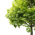 Modern Trees Landscape Trees 3d model