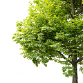 Modern Tree Trees Landscape Trees 3d model