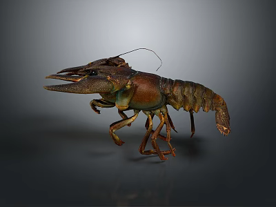 Realistic 3D Modeled Lobster In Standing Pose With Detailed Claws And Textured Shell 3d model