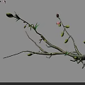 Graceful Tree With Pink Flowers Green Leaves And Delicate Branches In Bloom