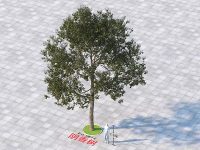 Camphor Tree As Arbor Growing On Paved Ground With Green Base And Person 3d model