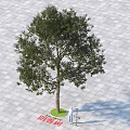 Camphor Tree As Arbor Growing On Paved Ground With Green Base And Person