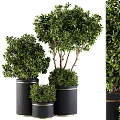 Lush Green Bonsai Potted Plants Of Various Sizes In Black Planters With Gold Accent