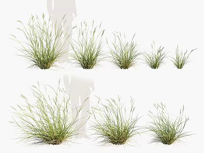 Various Ornamental Grass Plants With Green Foliage In Different Sizes 3d model