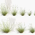 Various Ornamental Grass Plants With Green Foliage In Different Sizes