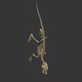 Full Crocodile Skeleton With Detailed Skeletal Structure For Scientific Study