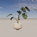 Potted Monstera Plant with Large Split Leaves in Light Colored Pot Decorated with White Pebbles