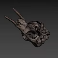 Natural Animal Skull Specimen With Horns And Detailed Bone Structure