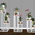 Various Potted Plants Displayed On White Wooden Stands With Green Leaves Red Flowers
