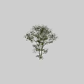 Tall Green Arbor With Lush Leaves And White Trunk Featuring Human Silhouette For Scale