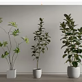 Bonsai Potted Plants With Green Foliage In White Pots On Wooden Floor
