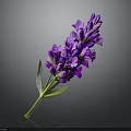 Purple Lavender Bouquet With Green Stem And Leaves On Dark Background