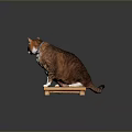 Orange And White Cat Sitting On Wooden Platform With Reflection 3d model