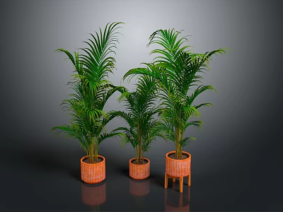 Green Potted Palm Plants in Orange Planters with Different Designs Against Dark Backdrop 3d model