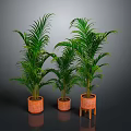 Green Potted Palm Plants in Orange Planters with Different Designs Against Dark Backdrop