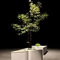 Urban Road Facilities Featuring Wooden Platform With Planters And Greenery Tree