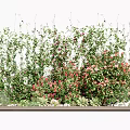 Vine Plants with Green Leaves and Pink Flowers as Vertical Garden Wall Decoration