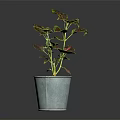 Indoor Plant in Blue Pot with Green and Purple Leaves on Dark Background