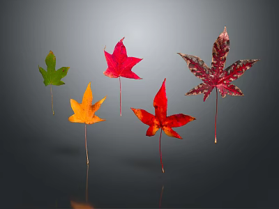Various Colored Autumn Leaves Arranged on Gray Background With Reflections 3d model