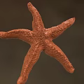 Orange Textured Starfish With Detailed Surface And Marine Life Features