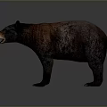 Realistic 3D Brown Bear Model With Detailed Fur Texture And Standing Position 3d model