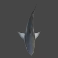 Realistic Shark 3D Model With Open Mouth Sharp Teeth And Gray Body 3d model