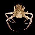 Unique Brown Crab With Spiky Shell And Long Legs On Black Background 3d model