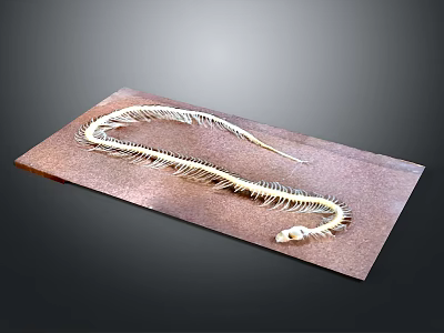 Detailed Snake Skeleton Exhibit Placed on a Brown Wooden Board Surface 3d model
