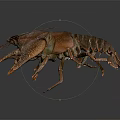 Aquatic Brown Crayfish With Detailed Claws And Textured Shell On Plain Background