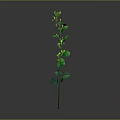 Elegant Green Plant with Slender Stem Leaves and Small Flowers on Gray Background