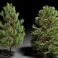 Two Evergreen Arbor Pine Trees With Dense Foliage And Healthy Branches