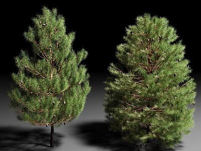 Two Evergreen Arbor Pine Trees With Dense Foliage And Healthy Branches 3d model