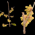 Large And Small Yellow Flowers On Branches With Green Leaves Against Black Background