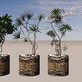 Three Bonsai Potted Plants With Lush Green Foliage In Cylindrical Woven Textured Pots