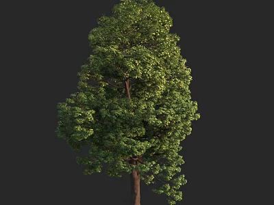 Lush Green Tree with Dense Foliage and Brown Trunk in Natural Environment 3d model