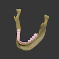 Anatomical Human Mandible Model With Detailed Teeth Structure On Black Background