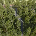 Winding Wooden Boardwalk Through Lush Green Forest With Tall Trees And Scenic Views