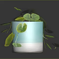 Trailing Houseplant with Large Round Green Leaves in Blue and White Decorative Pot
