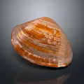 Shiny Orange And Brown Striped Clam Shell From Aquatic Animal On Dark Background