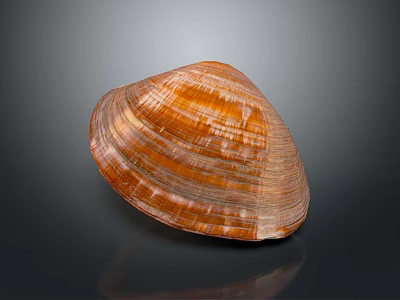 Shiny Orange And Brown Striped Clam Shell From Aquatic Animal On Dark Background 3d model